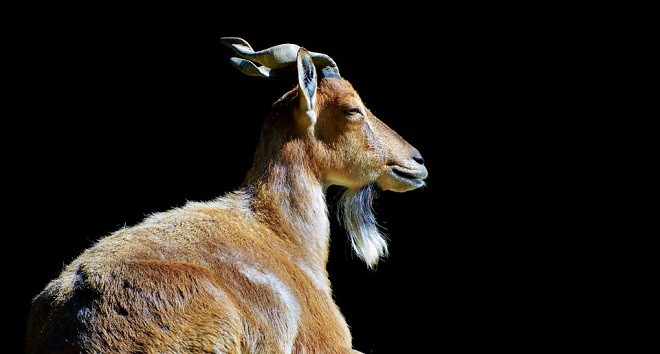 Drømme om geder – fortolkning og mening 