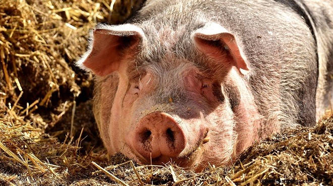Schwein – Krafttier, Symbolik und Bedeutung 