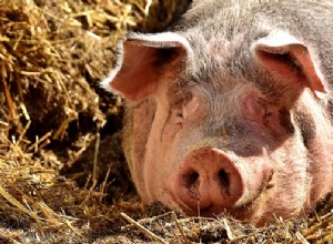 Cerdo – Espíritu Animal, Simbolismo y Significado 