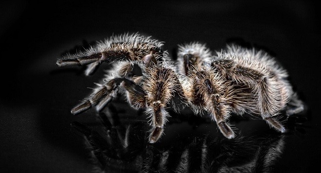 Drømmer om Tarantula - Tolkning og mening 