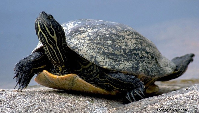 Dromen over schildpadden - Interpretatie en betekenis 