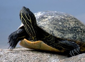 Rêves de tortues - Interprétation et signification 