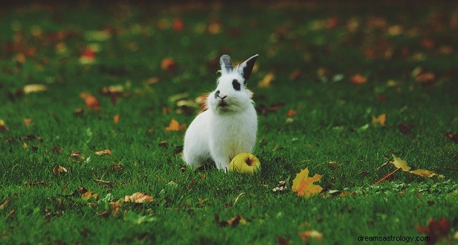 Sogni di conigli:interpretazione e significato 