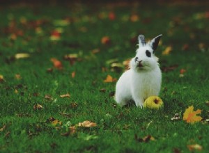 Soñar con Conejos – Interpretación y Significado 