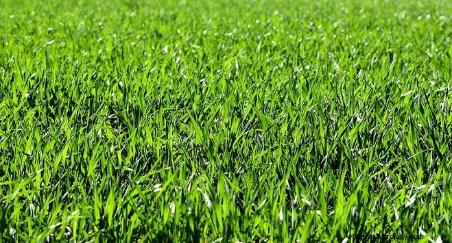 Sny o trávě – výklad a význam 