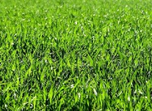 Sny o trávě – výklad a význam 
