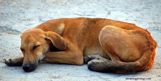 Sny o brązowym psie – interpretacja i znaczenie 
