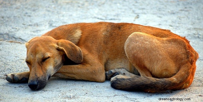 Sonhos com cachorro marrom – interpretação e significado 