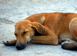 茶色の犬についての夢–解釈と意味 