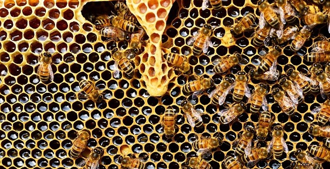 Honey Bee Nest In House ¿Es bueno o malo? 