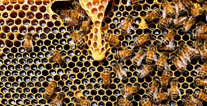 Honey Bee Nest In House est bon ou mauvais? 