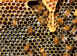 Honey Bee Nest In House est bon ou mauvais? 