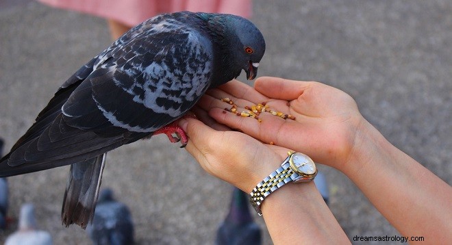 あなたに着陸する鳥についての夢–解釈と意味 