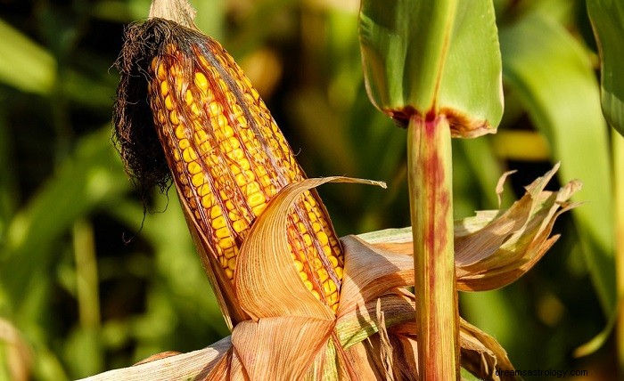 Biblický význam kukuřice ve snu – výklad a význam 