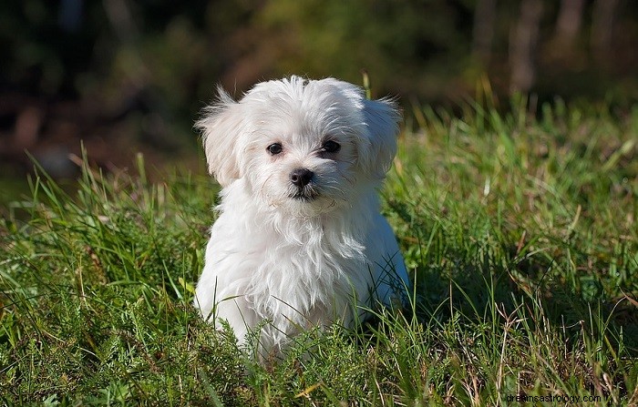 Bibelsk betydning av hund i en drøm - tolkning og mening 