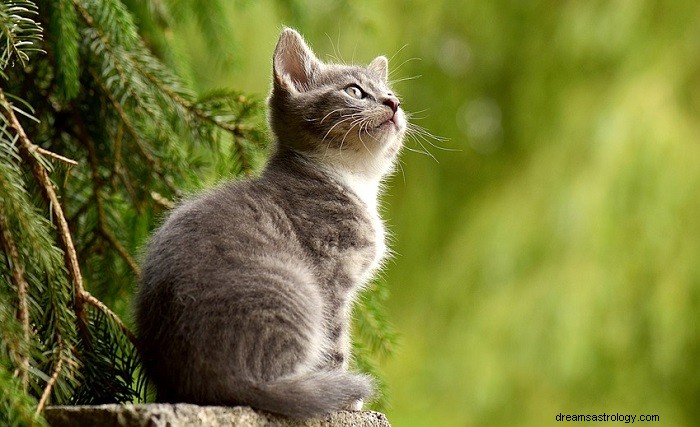 夢の中の猫の聖書的意味–解釈と意味 