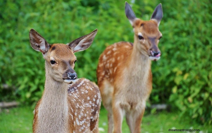 Signification biblique du cerf dans les rêves - Interprétation et signification 