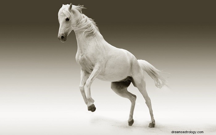 Bijbelse betekenis van paarden in dromen - Interpretatie en betekenis 