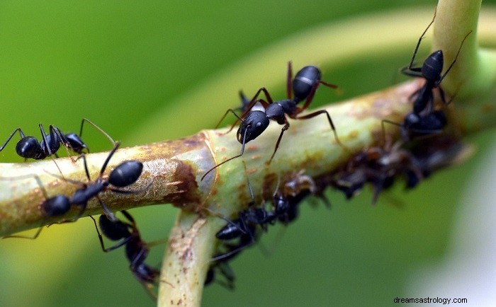 Bijbelse betekenis van mieren in dromen - Interpretatie en betekenis 