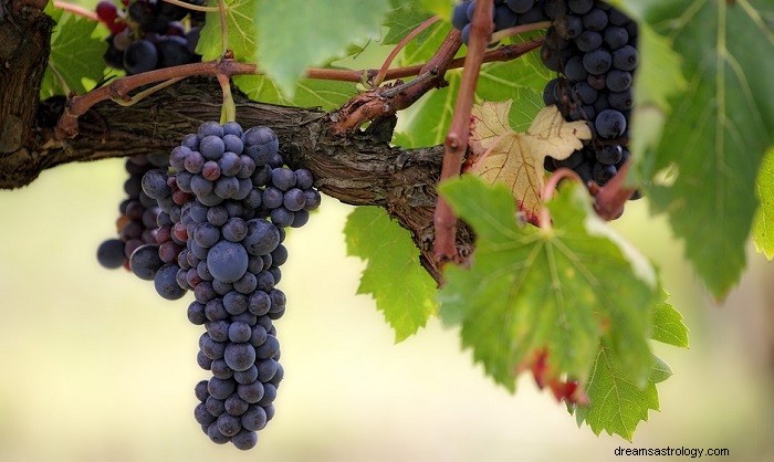 Biblijne znaczenie winogron w snach – znaczenie i interpretacja 