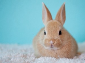 Biblický význam králíků ve snech – výklad a význam 