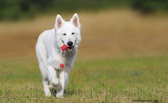 Hvit hund – drømmebetydning og symbolikk 