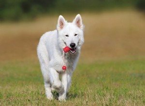 Perro Blanco – Significado y Simbolismo de los Sueños 