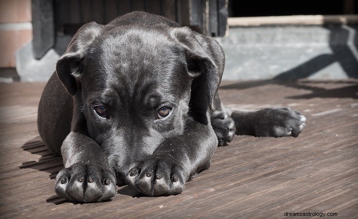 Sort hund – drømmebetydning og symbolik 