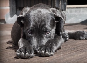 Perro Negro – Significado y Simbolismo de los Sueños 
