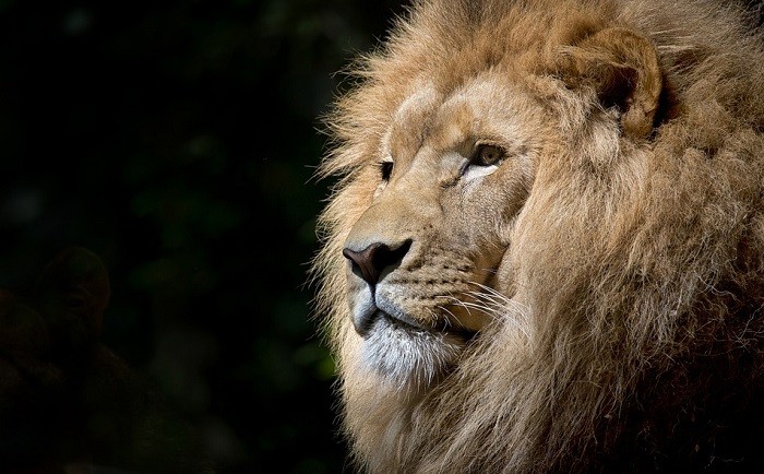Biblisk betydelse av lejon i drömmar – tolkning och betydelse 