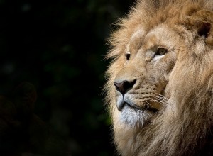 Signification biblique du lion dans les rêves - Interprétation et signification 