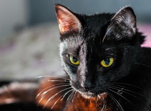 Černá kočka ve snu – význam a symbolika 