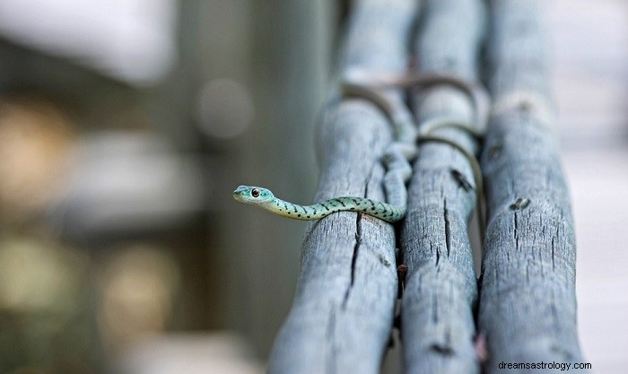 Signification biblique des serpents dans les rêves - Interprétation et signification 