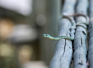Biblický význam hadů ve snech – výklad a význam 