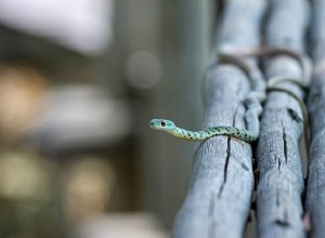 Signification biblique des serpents dans les rêves - Interprétation et signification 