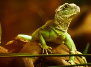Sny o jaszczurkach – interpretacja i znaczenie 