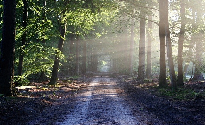 Signification biblique des arbres dans les rêves - Interprétation et signification 