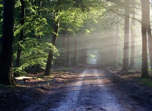 Biblický význam stromů ve snech – výklad a význam 