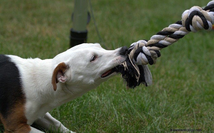 Morsure de chien - Signification et interprétation des rêves 