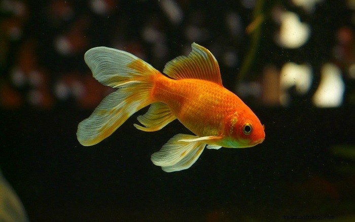 Drøm om guldfisk – betydning og symbolik 