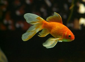 Soñar con Goldfish – Significado y Simbolismo 
