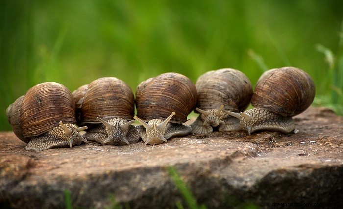 Rêves d escargots - Signification et symbolisme 