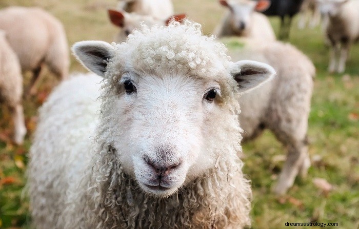 Schapen in droom - Betekenis en symboliek 