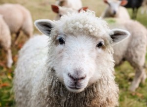Ovce ve snu – význam a symbolika 