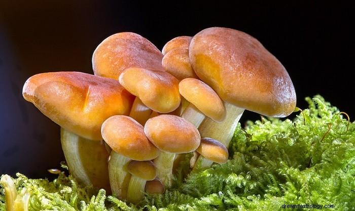 Drömmar om svamp – betydelse och symbolik 