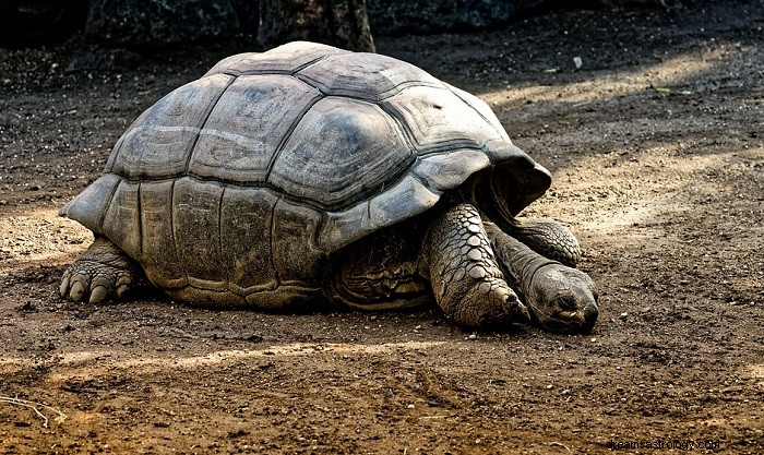 Traum der Schildkröte – Bedeutung und Symbolik 