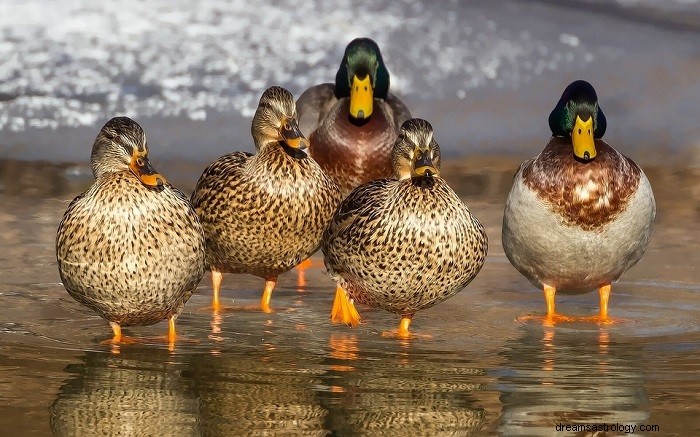 Significado Bíblico del Pato en los Sueños 