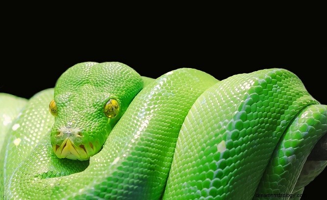 Green Snake Dream - Betydning og symbolik 