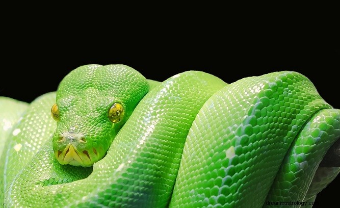 Green Snake Dream - Betekenis en symboliek 