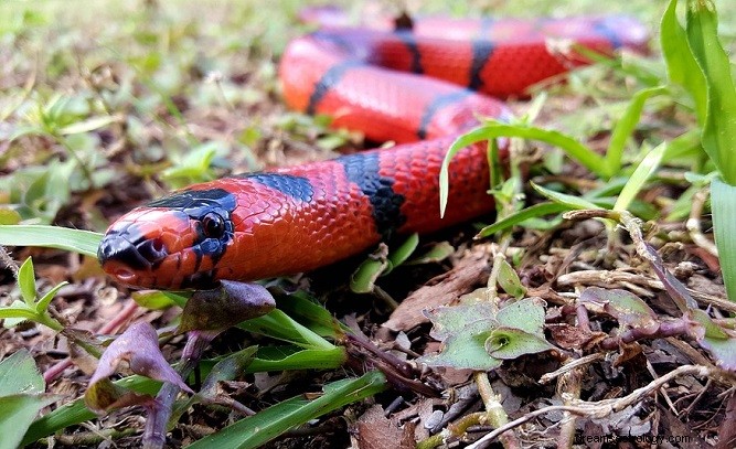 Rød slangedrøm – mening og symbolikk 